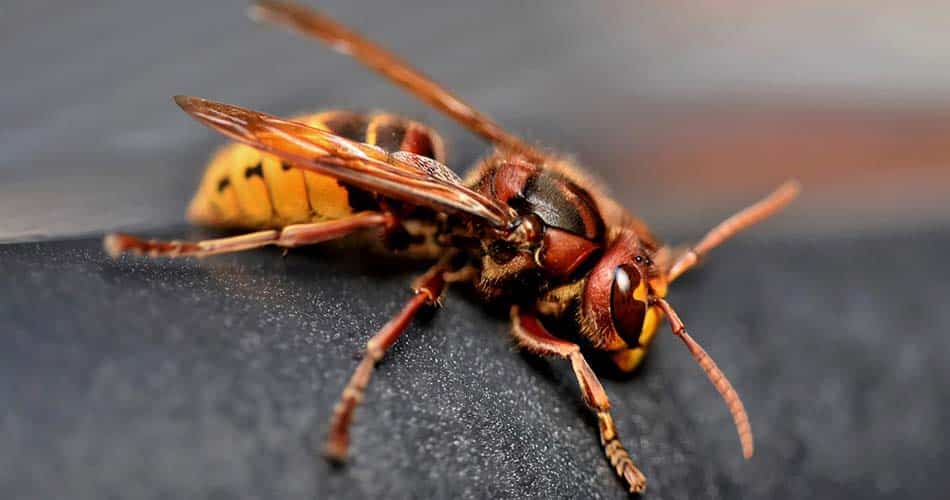 Verschil tussen een europese hoornaar en een Aziatische hoornaar