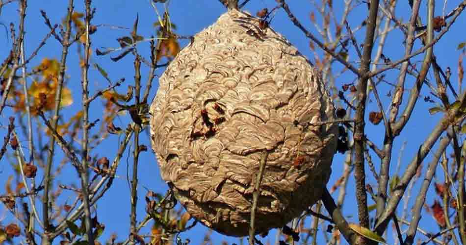 Hoe ziet een hoornaars nest eruit?