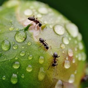 mierennest en mieren bestrijden