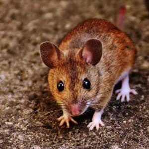 bestrijden van muizen in Heemstede