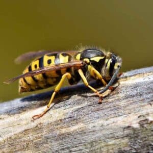 wespennest bestrijden, weghalen of verwijderen Zoetermeer